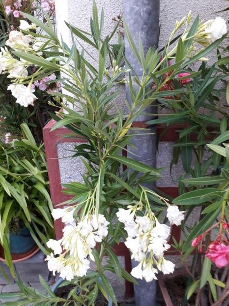  - mont blanc leandru nr 22