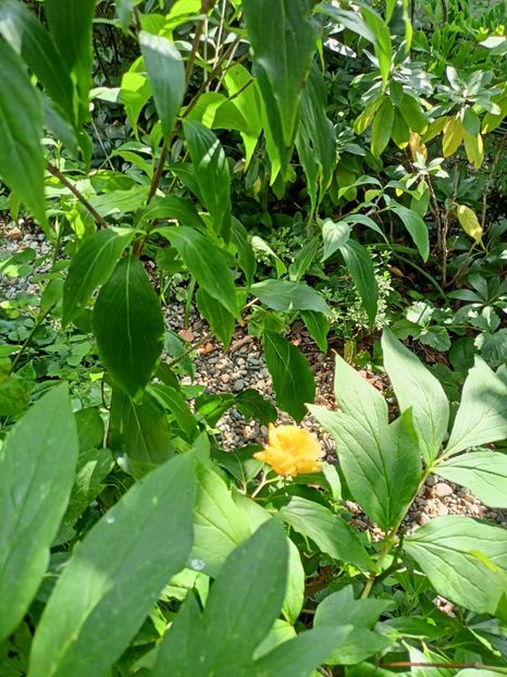 04.08.2023 - Grădina 2023 continuare 4