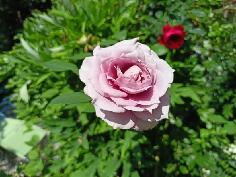 Novalis - Grădina 2023 continuare 4