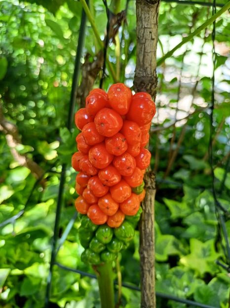  - Grădina 2023 continuare 4