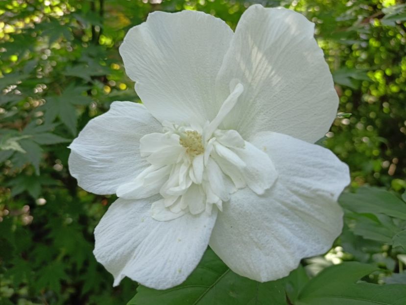 White Chiffon - Grădina 2023 continuare 4