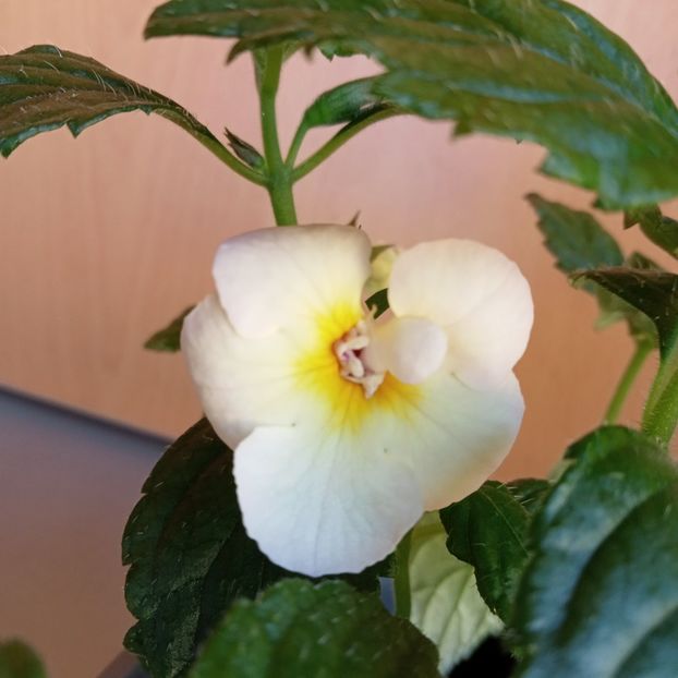 Golden Butterfly - - 2023