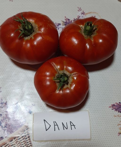 Rosii Dana - Rosii Dana