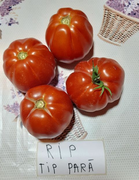 Rip - Rosii Rip Tip para