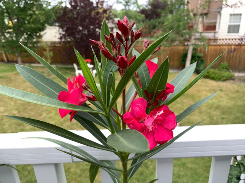  - Jurnalul gradinii 2023