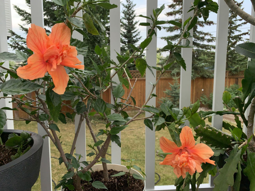  - Jurnalul gradinii 2023