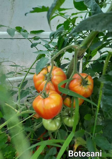 Rosii - Rosii Botosani