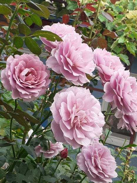  - Novalis 2022- 2023-2024