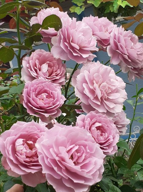  - Novalis 2022- 2023-2024