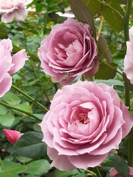  - Novalis 2022- 2023-2024