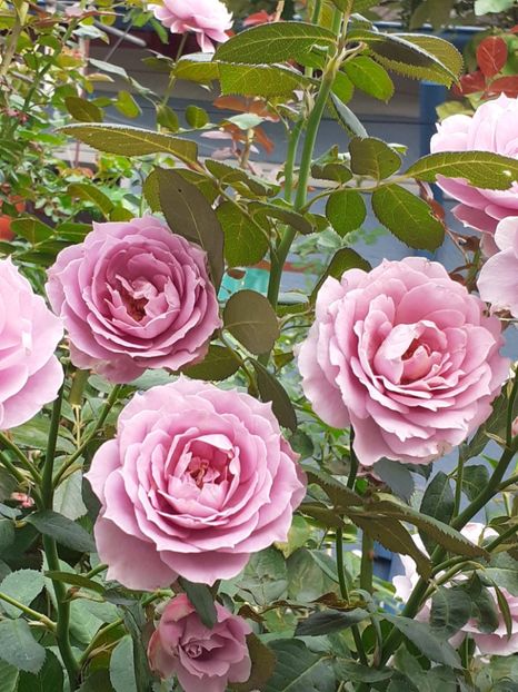  - Novalis 2022- 2023-2024