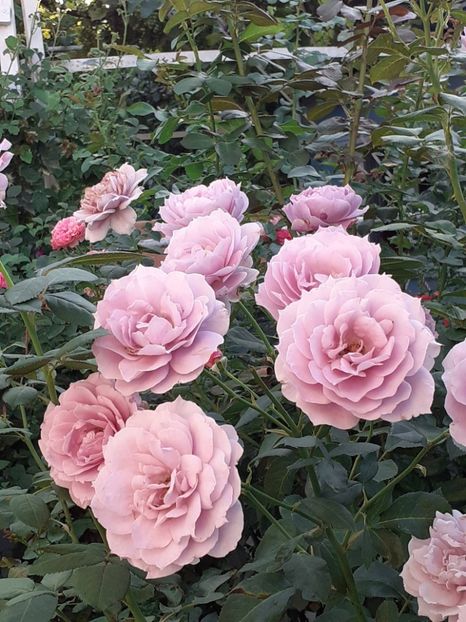  - Novalis 2022- 2023-2024