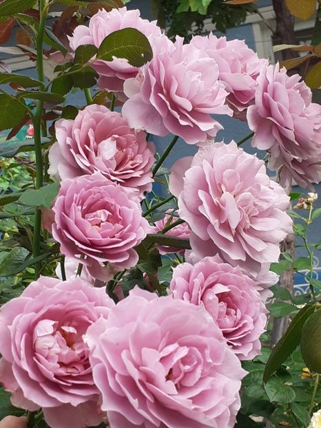  - Novalis 2022- 2023-2024