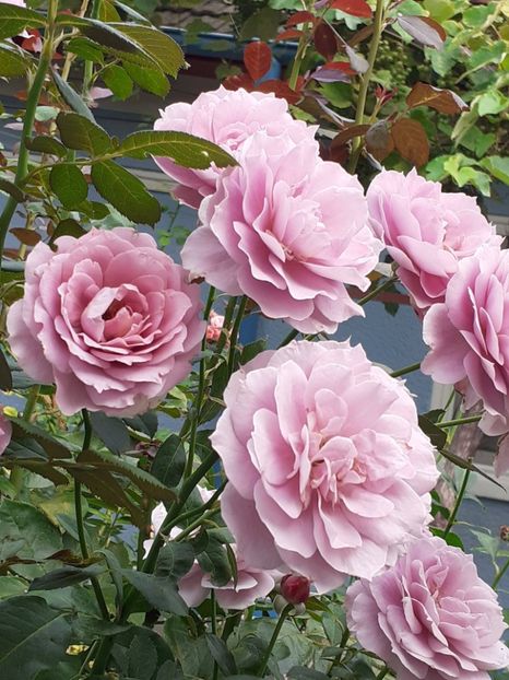  - Novalis 2022- 2023-2024