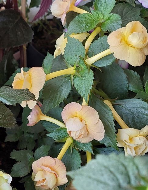  - RFs TROPICANA 2