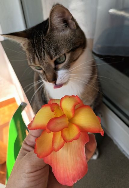  - Povestea unui pisic mic