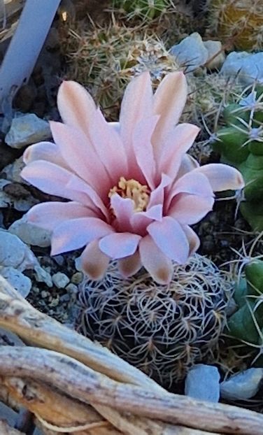  - Gymnocalycium