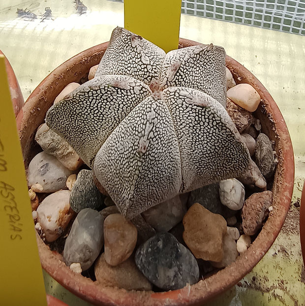 Astrophytum myriostigma cv Onzuka - Astrophytum myriostigma cv Onzuka