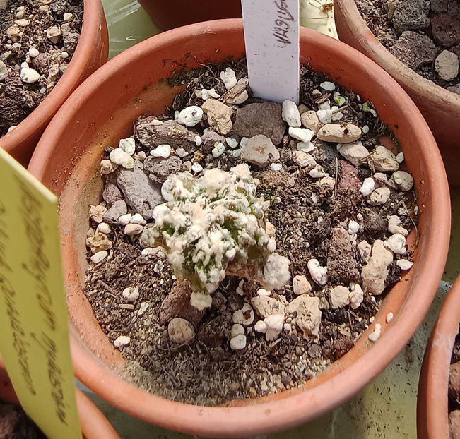 Astrophytum myriostigma fukuryu  (2) - Astrophytum myriostigma fukuryu