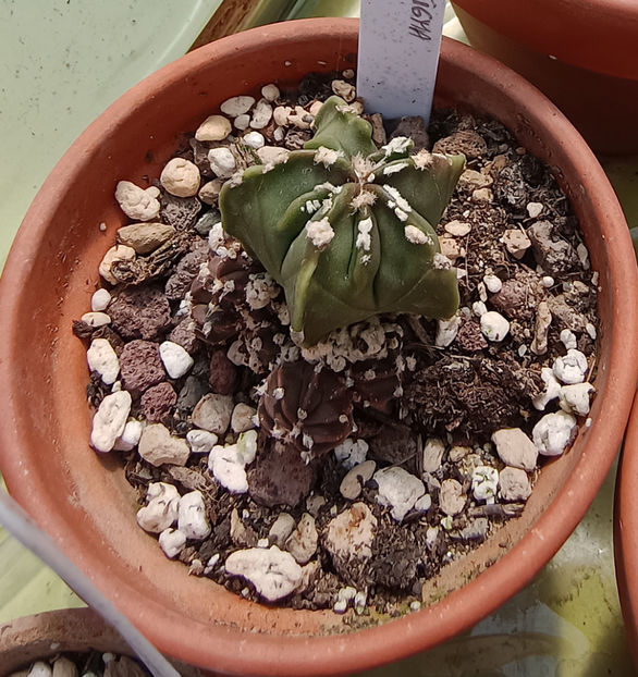 Astrophytum myriostigma fukuryu  - Astrophytum myriostigma fukuryu