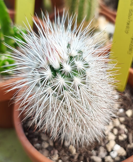 Echinocereus viridiflorus ssp canus  - Echinocereus viridiflorus ssp canus Solitario