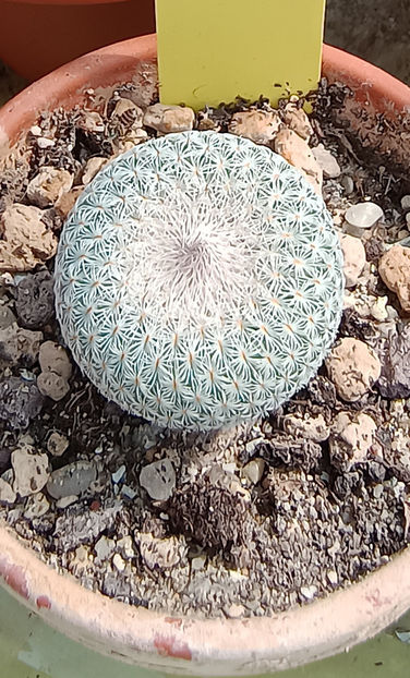 Epithelantha micromeris - Epithelantha micromeris