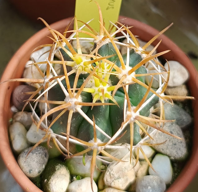 Ferocactus chrysacanthus  - Ferocactus chrysacanthus