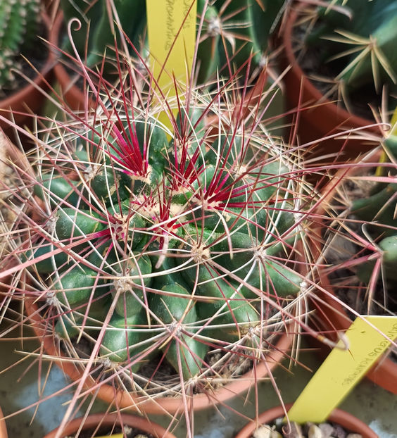 Ferocactus hamatacanthus  - Ferocactus hamatacanthus