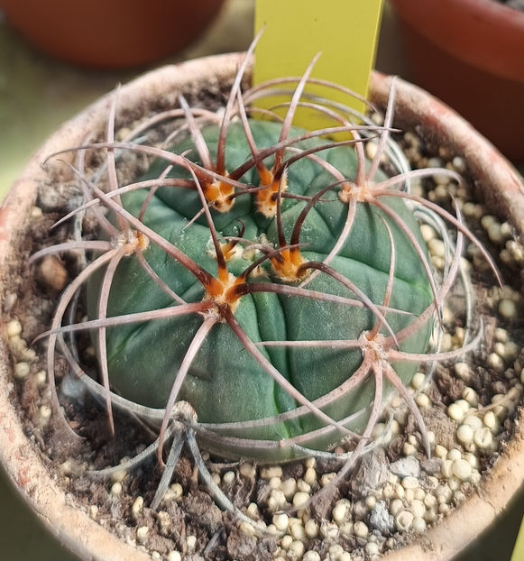 Gymnocalicium cardenasianum  - Gymnocalicium cardenasianum