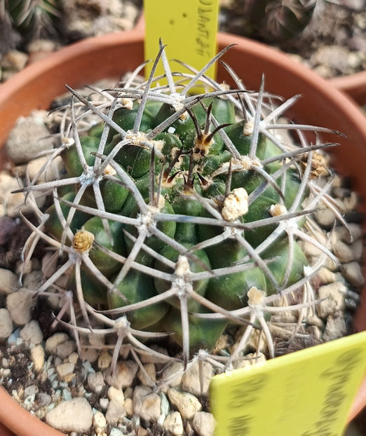 Gymnocalycium schickendantzii  - Gymnocalycium schickendantzii