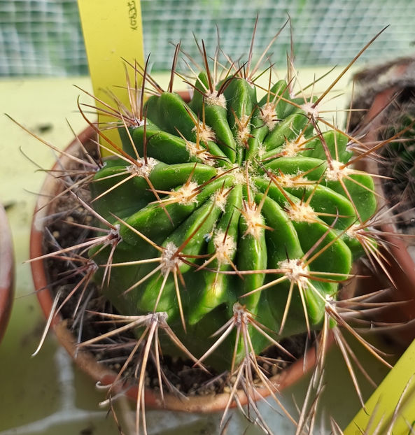 Lobivia ferox - Lobivia ferox