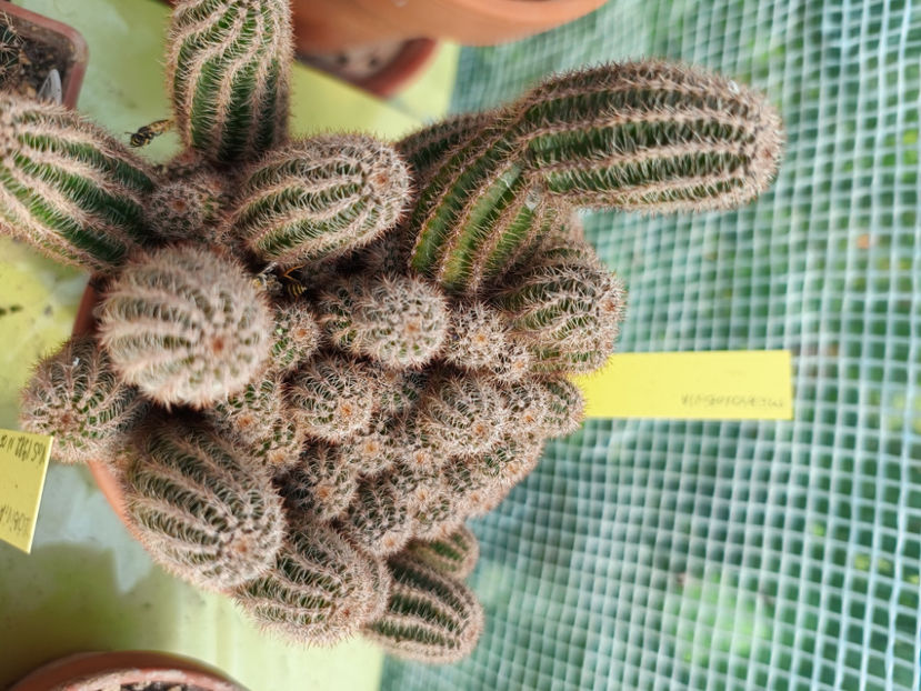 Mediolobivia - Mediolobivia