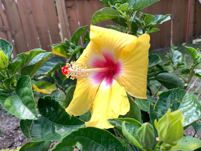  - Jurnalul gradinii 2023