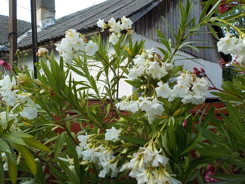  - mont blanc leandru nr 22