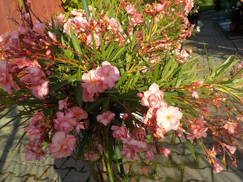  - mrs roeding nr- 53