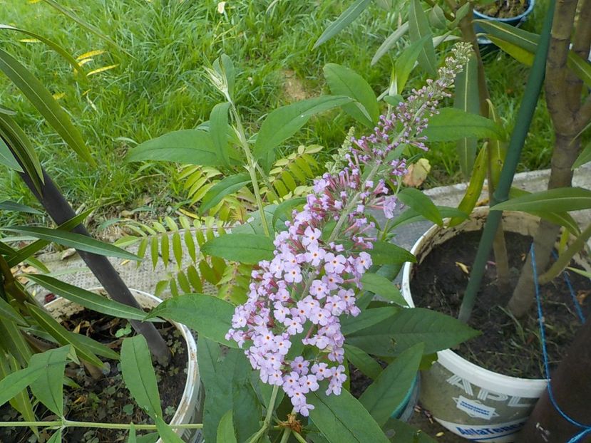  - liliac de vara 2019