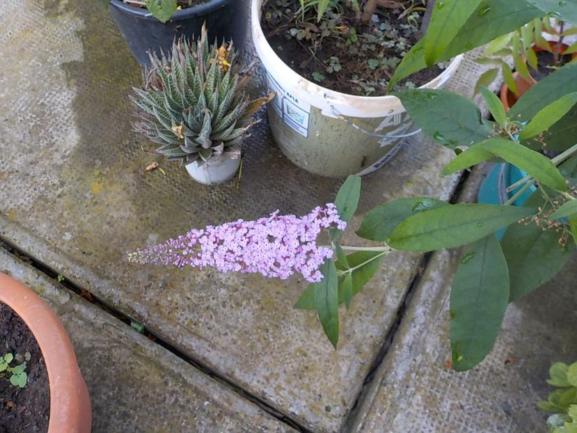  - liliac de vara 2019