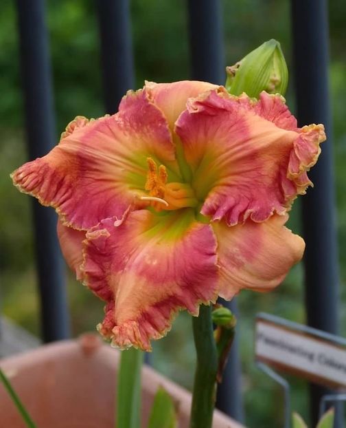 Fascinating Colors - Maryott 2019 SE nu - A - 2023 Autumn