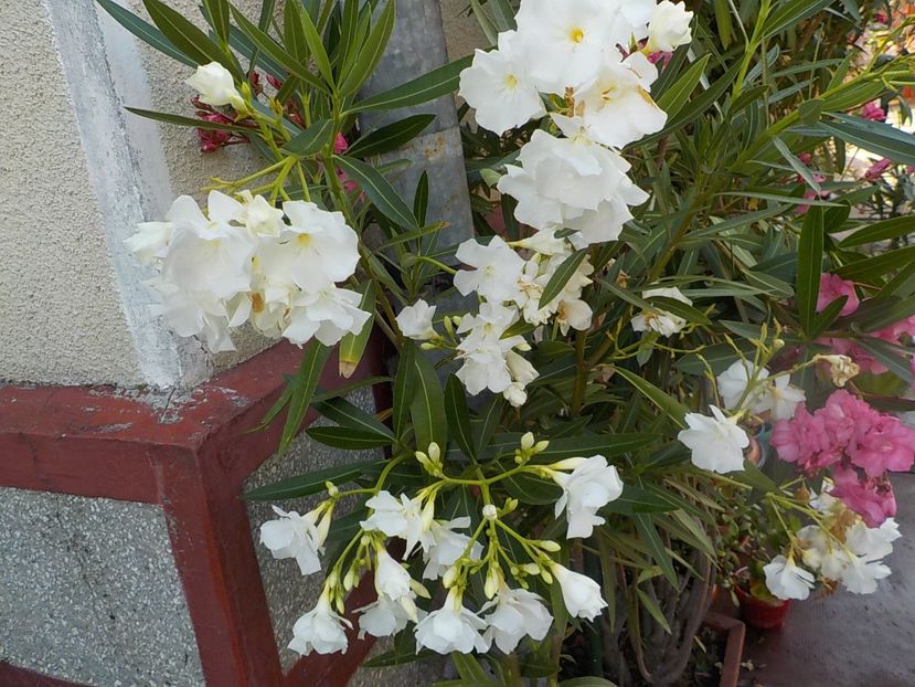  - mont blanc leandru nr 22