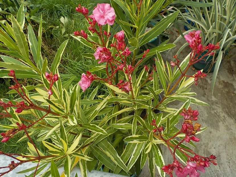  - variegat nr 24