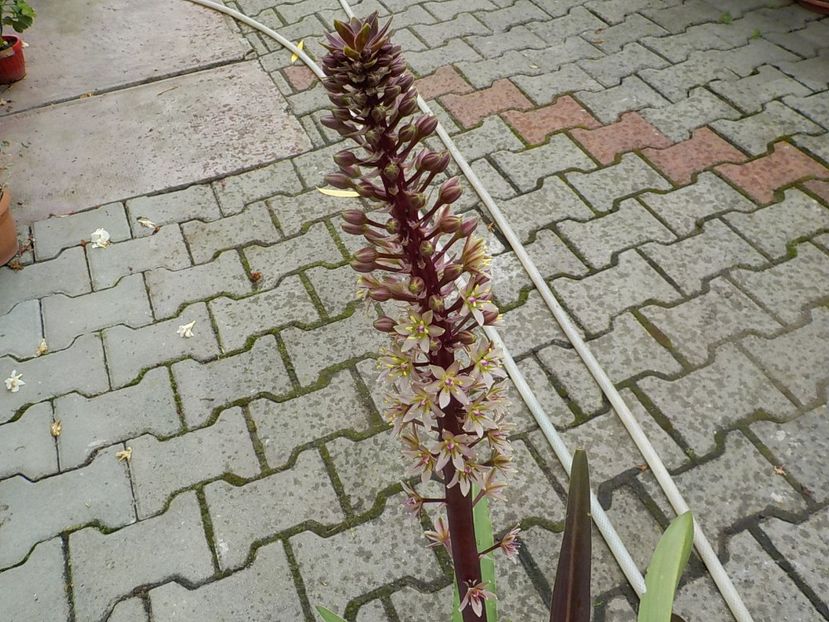  - eucomis