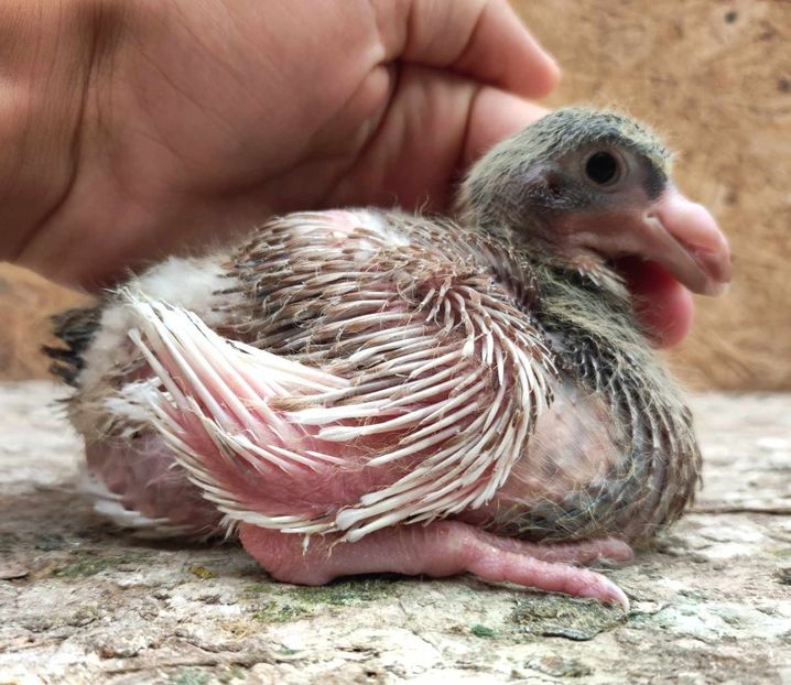 AGH - Tineret 2023 AGH