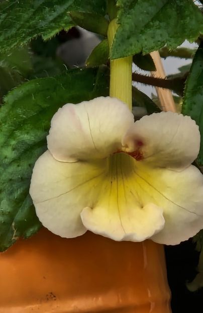 Santiano Improved - Achimenes 2023