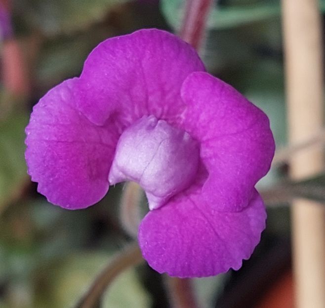  - Violaceea semiplena