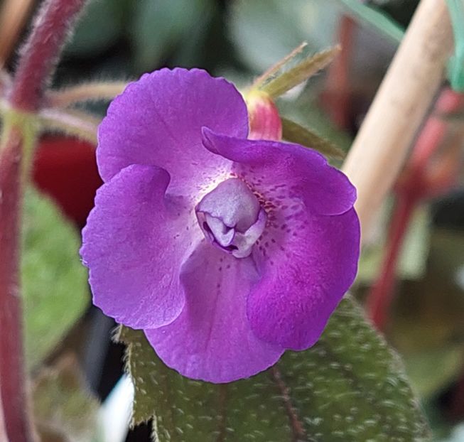  - Violaceea semiplena