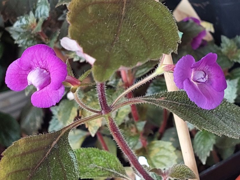  - Violaceea semiplena