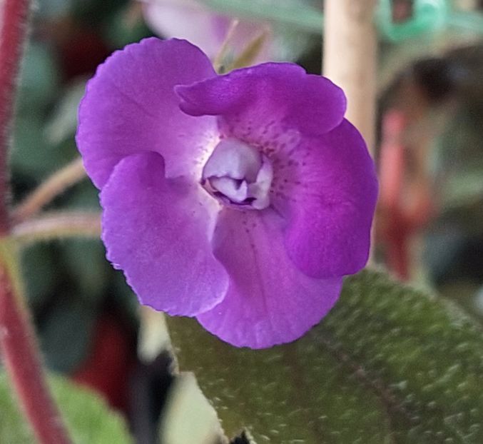  - Violaceea semiplena