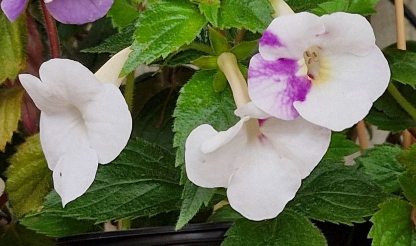  - Rfs Mexican Velvet White