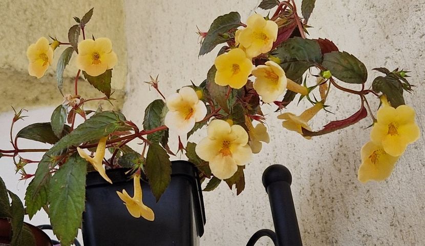  - Yellow Beauty p