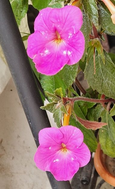  - Hybrid necunoscut Noid-pierdut